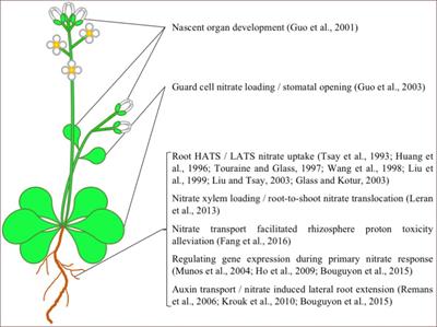 Unraveling the Functional Role of NPF6 Transporters